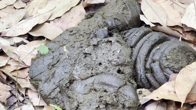 Cow dung beetles, in the garden , neture
