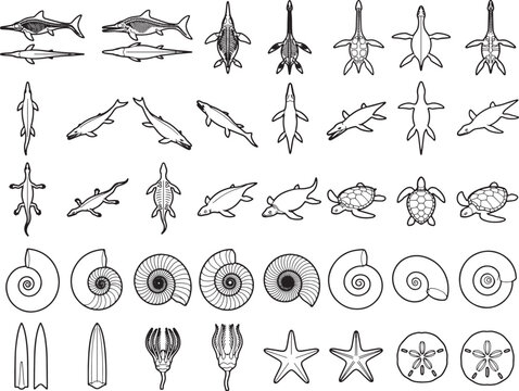 Collection of stylized line drawings depicting various marine life and fossils, including ichthyosaurs, plesiosaurs, sharks, ammonites, starfish, and prehistoric marine invertebrates.