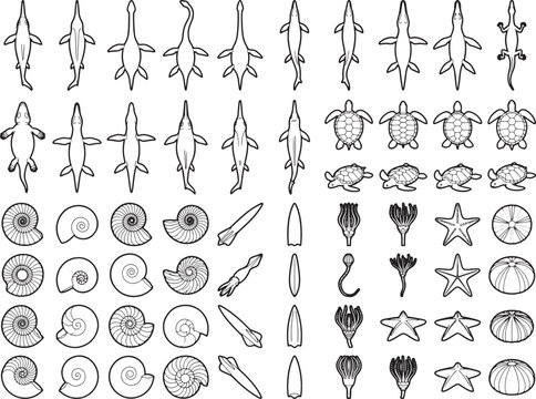 Collection of ancient sea creature and marine fossil illustration: nautilus shells, ammonites, mosasaurus, plesiosaurus, sea turtle, starfish, sea urchin and various marine organism icons.