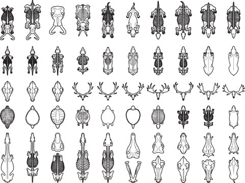 A collection of skeletal illustrations of various animals, showcasing skulls and bones from diverse species in a clear, organized layout.