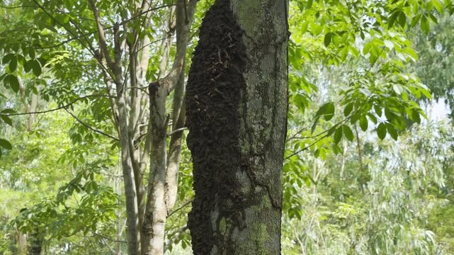 An ant nest on a tree, in the garden  ,neture