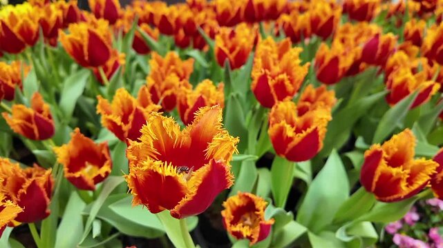 Close up of a bee flying inside an orange and yellow fringed tulip