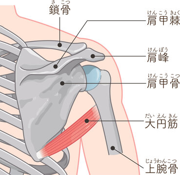 大円筋　Teres major