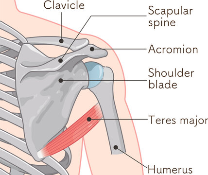大円筋　Teres major