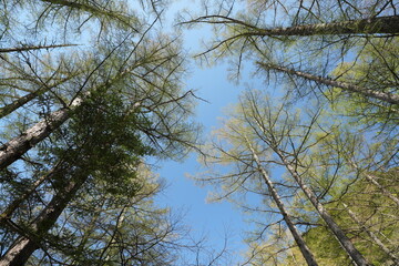 Obraz premium Low angle view looking up at tall larch trees against a clear blue sky.