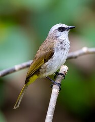 Obraz premium A small Yellow-vented Bulbul bird perched on a thin tree branch.
