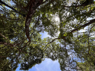 Obraz premium lush green trees and sunshine
