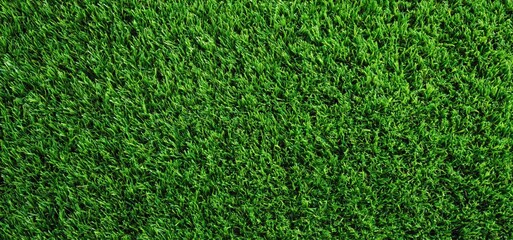 Fototapeta premium Green grass texture full frame background