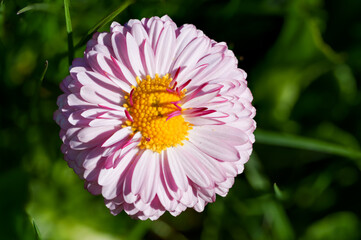 Beautiful Double-Flowered Pink Bellis Perennis Daisy in Full Bloom, with Dense, Layered Petals and a Bright Golden-Yellow Centre with Magenta Tips. Stunning Spring Wildflower Macro Photography Outdoor © Aimur