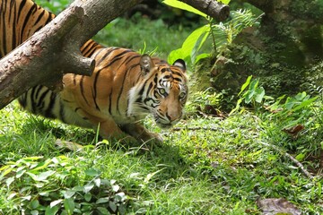 Obraz premium Side view of a sumatran tiger lying in the grass while stalking prey during the day