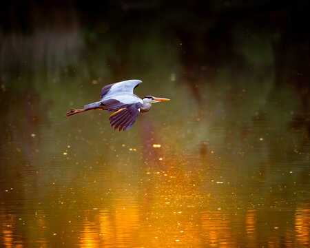Grey Heron Flying Low Over Water at Sunset