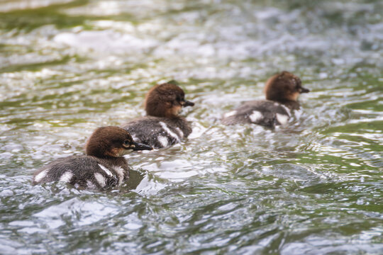 Three merganser ducklings swim together in soft light. A charming wildlife moment with natural textures and gentle motion.