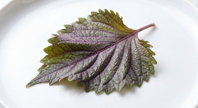 A single fresh shiso leaf with purple and green veins rests centrally upon a plain white ceramic.