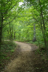 Fototapeta premium Dappled sunlight filters through tall green trees. Leafy canopy frames a narrow forest trail. Muddy path winds deeper into serene woodland. Birds chirp softly among the branches overhead