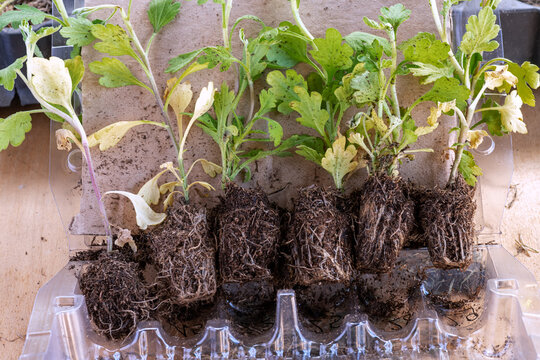 Young chrysanthemum plant with root system ready for postal delivery and transport packaging