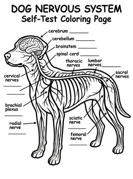 Educational dog nervous system anatomy diagram coloring page illustrating cerebrum cerebellum brainstem spinal cord and major nerves