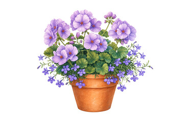 Fototapeta premium Blooming purple geranium and lobelia flowers growing in a terracotta pot creating a fresh floral display