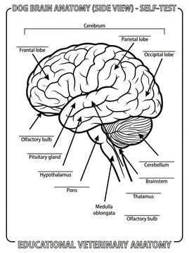Detailed educational diagram illustrating labeled dog brain anatomy from side view with cerebrum parietal occipital frontal lobes highlighted for veterinary students