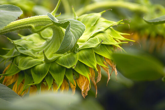 Drooping sunflower head with intricate layered green bracts and wilting golden petals. Captures seed-weight transformation, oilseed maturation processes, and structural strain during crop development.