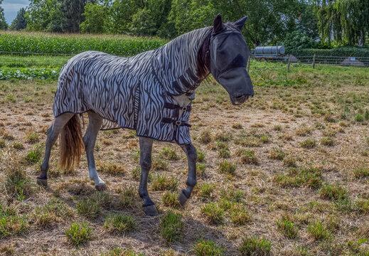 Cheval capara&ccedil;onn&eacute;