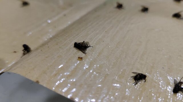 Close-up of dead flies trapped on sticky wet surface. Multiple black flies stuck on glue trap with glossy texture, showing pest control and insect problem concept.