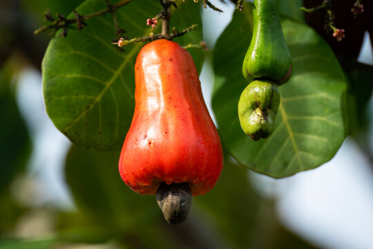 Vibrant ripe red cashew apple with nut hanging on tree branch close up