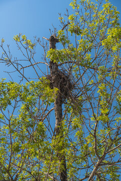 A bird's nest. In a terebinth tree, among the branches.