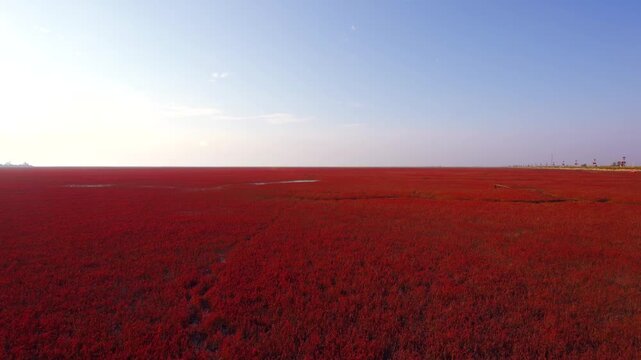 Panjin Red Beach Red Coastal Wetland Under Clear Blue Sky in Panjin Red Beach, Liaoning, China