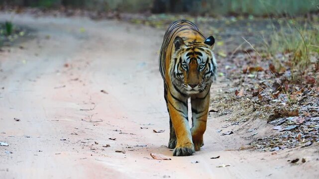 Tiger faces camera head-on, intense eyes piercing, powerful jaws open&mdash;apex predator confronting with raw ferocity