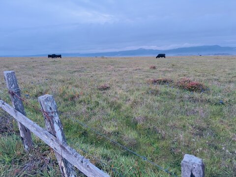 A peaceful rural agricultural scene showing a herd of beef or dairy cattle cows grazing in a green pasture field in Point Arena, California.