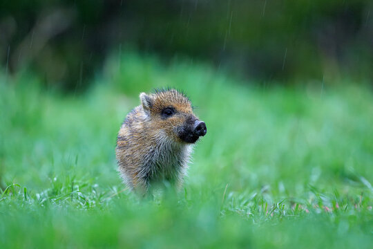 Wild boar piglet in the rain