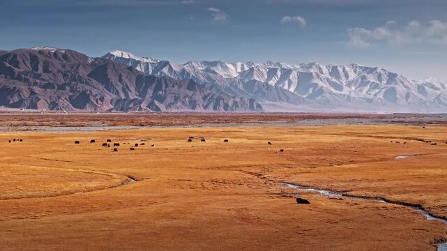 Yaks Grazing on Golden Plateau Below Snow-Capped Mountains