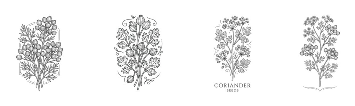 Coriander botanical engraving collection featuring detailed coriander seeds and herb branches in elegant vintage monochrome vector illustration style