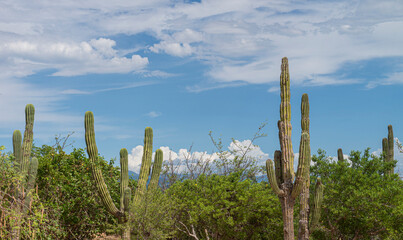 Todos Santos, pueblo magico, en el estado de Baja California Sur Mexico. paisaje del desierto de la peninsula sudcaliforniana, con nubes y cielo azul al fondo.