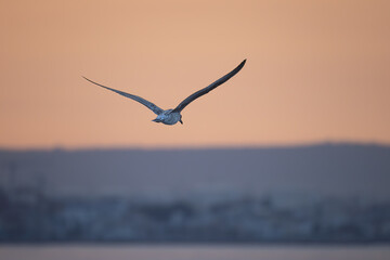 Naklejka premium A gull soars through warm evening light. Soft gradients and gentle tones create a serene and atmospheric flight scene.