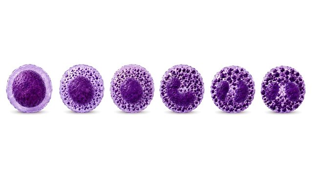 asophil maturation stages isolated on white background, realistic hematology cell development sequence. from immature precursor to mature basophil cell.