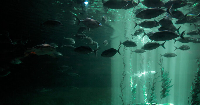 School of fish swimming in dark aquarium tank with light rays filtering through kelp. underwater life, marine biology, ocean habitat, sea creatures, aquarium exhibit, cinematic lighting, wildlife phot