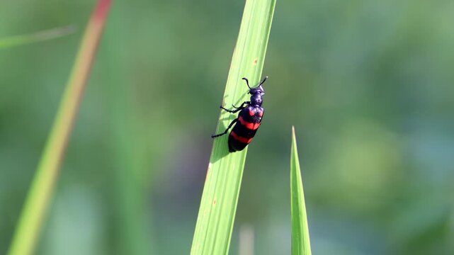 Macro shot of a bright black and red Poisonous Blister Beetle, Mylabris pustulata