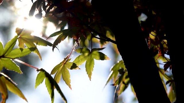 Sunlight Shining Through Green Maple Leaves