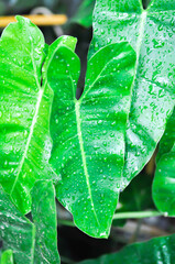philodendron burle marxii, Philodendron or ARACEAE and rain droplet © jobrestful