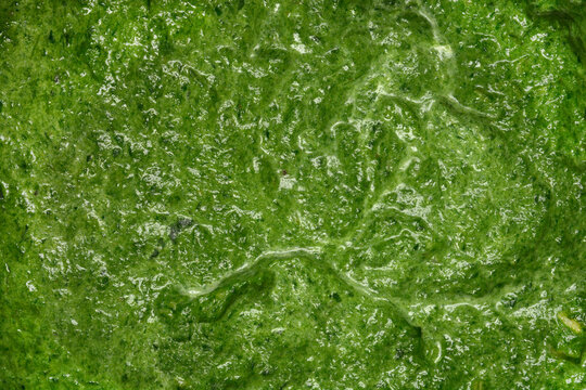 A detailed macro shot showing the thick and creamy texture of blended green spinach puree as a background