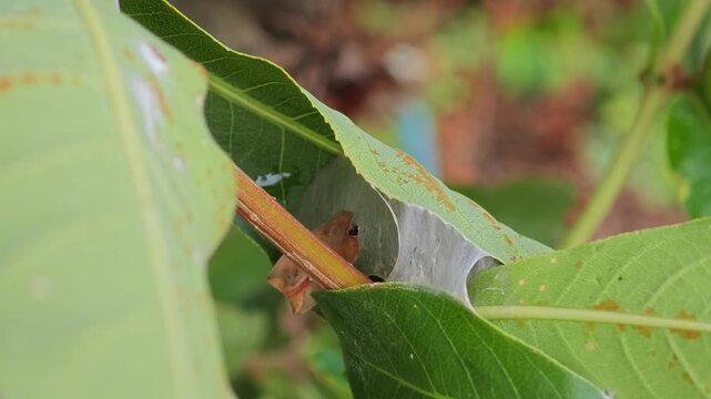 Weaver ant nest. Red ant.