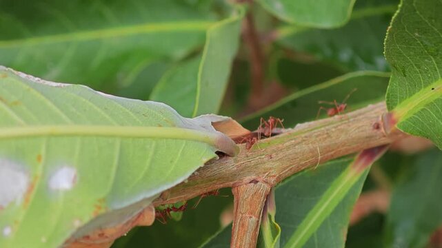 Weaver ant nest. Red ant.