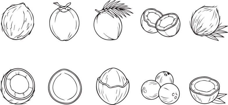 Set of 10 variety coconut fruit icons with labels, featuring clean minimalist line art of whole coconuts, sliced halves with water, and tropical palm leaves, black and white vector branding assets.
