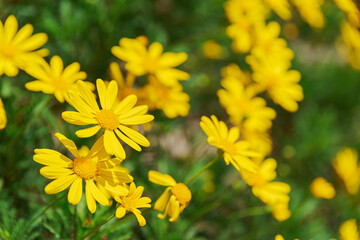 Obraz premium Beautiful daisy-like bright yellow flowers on nature background
