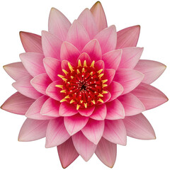 Obraz premium Pink lotus flower with yellow stamens