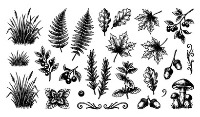 Botanical illustration of various plants and leaves © Nahid