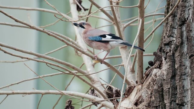 Eurasian jay bird perched on a branch eating food