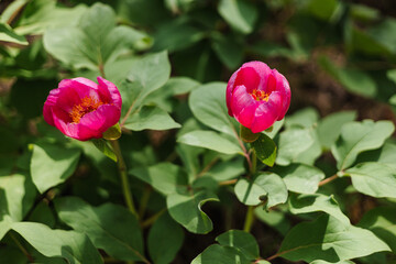 Fototapeta premium Wild peonies. A vibrant pink flower blooms amidst lush green foliage.