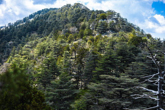Mountainous area surrounded by dense evergreen trees with partly